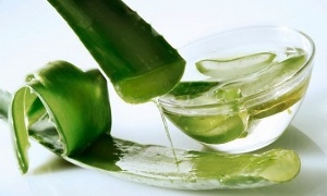 Aloe is used to treat varicose veins