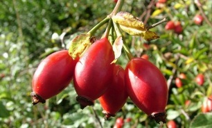 Rose hips for varicose veins