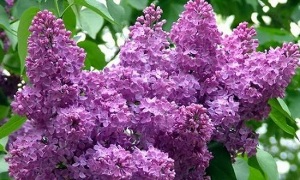 Using lilac flowers to treat varicose veins