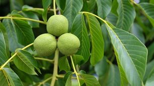 Green walnut varicose veins